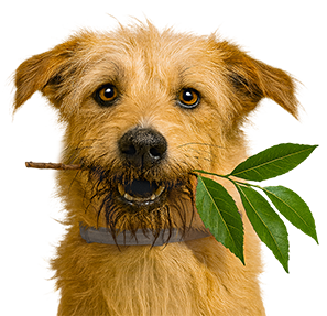 Simbia for dogs